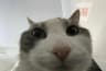 Meowployee cat logo