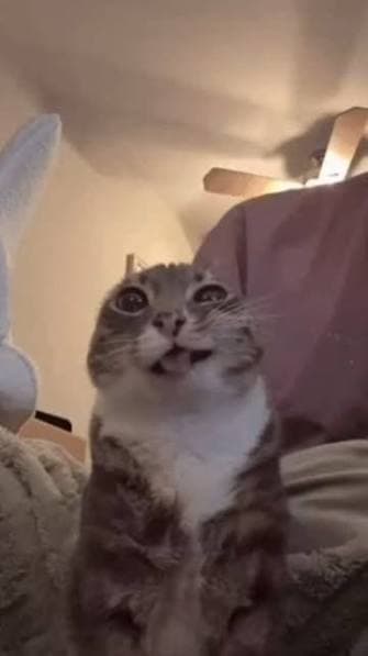 Pixel, Sales Purrfessional