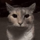 Shadow, Human Rescue Manager