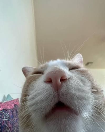 Whiskers, Chief Meow Officer